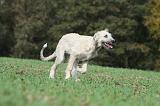 IRISH WOLFHOUND 184